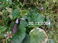 Blumen und Vögel im Winter 1 (1)